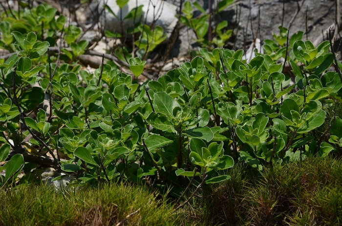 海岸の植物_b0288942_11371139.jpg