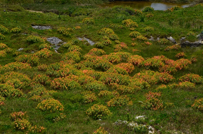 海岸の植物_b0288942_11432979.jpg