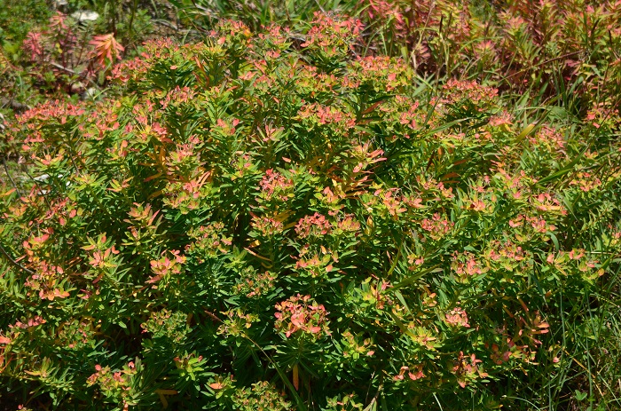 海岸の植物_b0288942_11452218.jpg