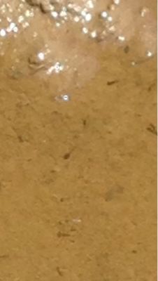 おたまじゃくしは萌えているか？ その2。_b0136045_23344844.jpg