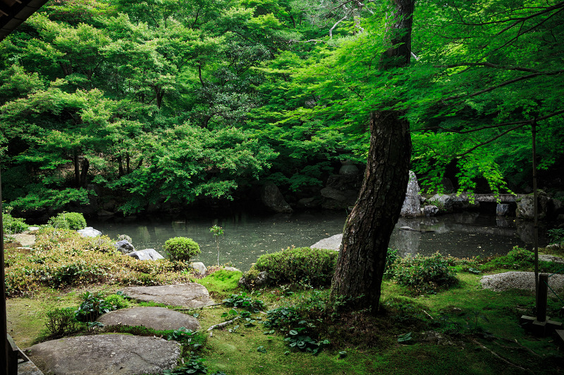 緑の蓮華寺_f0155048_2252561.jpg