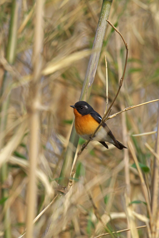 離島の野鳥…ムギマキ_e0289657_914263.jpg