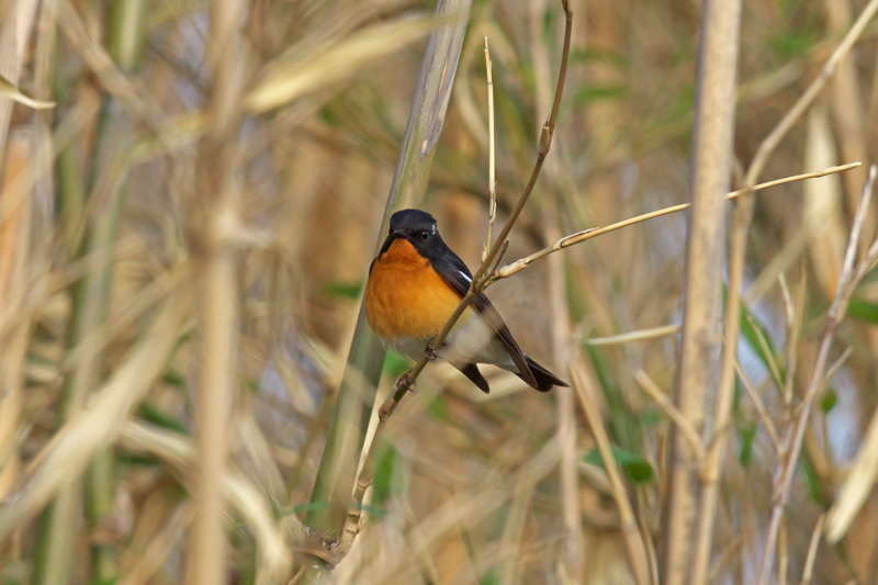 離島の野鳥…ムギマキ_e0289657_915219.jpg