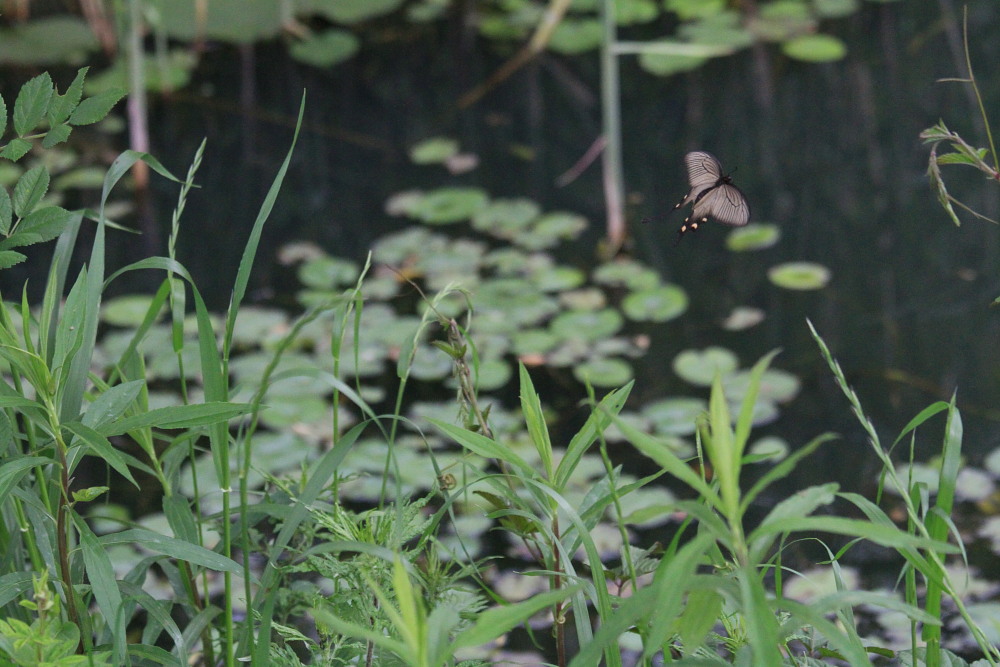 ジャコウアゲハ　　龍の卵と寄生バエ　2013.5.19埼玉県④_a0146869_2464927.jpg