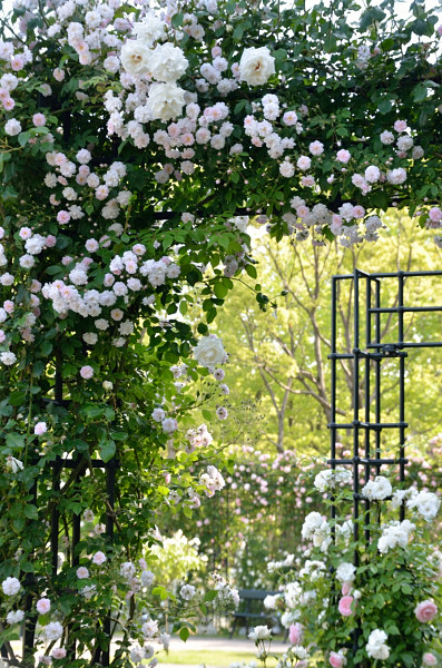 パレスのふたつの花園_b0170969_2355291.jpg