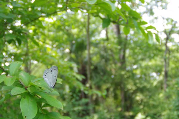 新鮮なウラゴをやっと撮影_e0167571_22183224.jpg