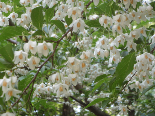 エゴの花、小麦の花_f0224772_2152968.jpg