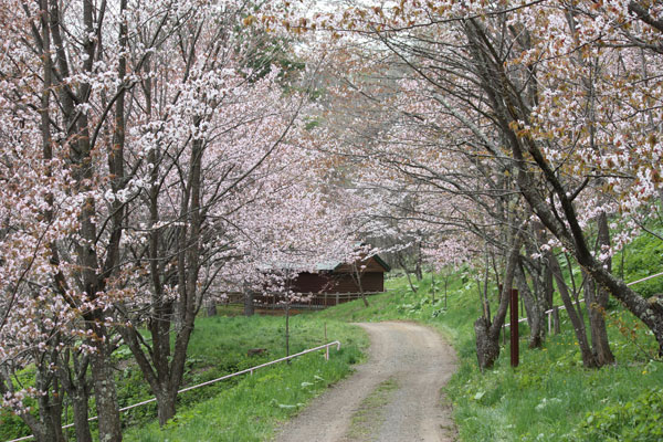 やっと桜満開_f0101174_10142830.jpg