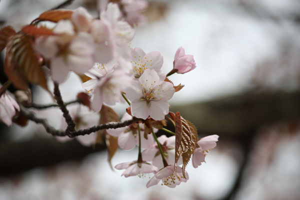 やっと桜満開_f0101174_10145815.jpg