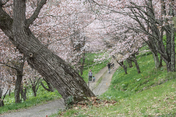 やっと桜満開_f0101174_10154916.jpg