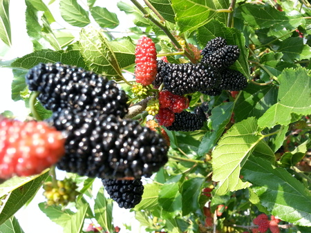c0077280_18344712.jpg
