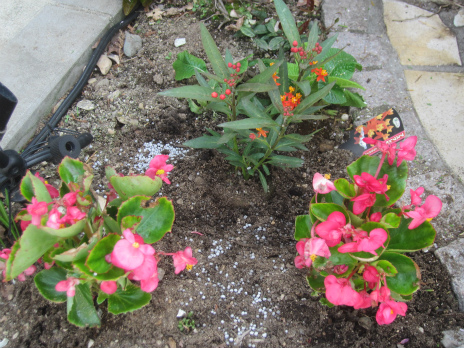 今週も夏の花を植えました_d0081481_1523316.jpg