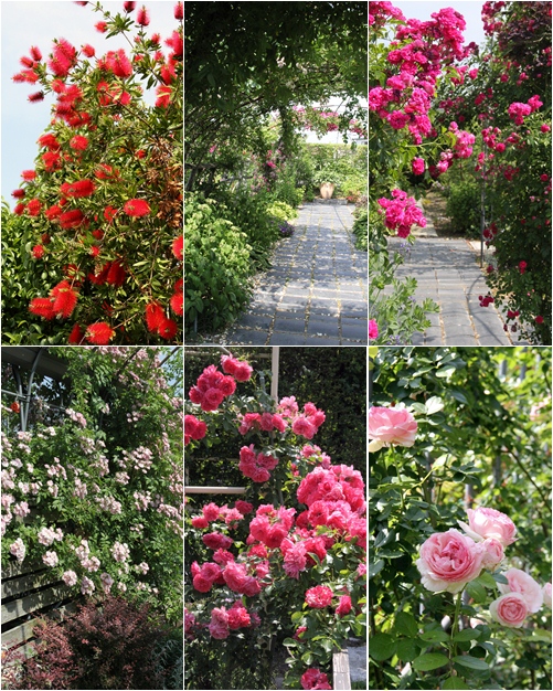 花咲きﾌｧｰﾑ ｲﾝｸﾞﾘｯｼｭﾛｰｽﾞｶﾞｰﾃﾞﾝ 森本さんのお庭 Soleilの庭あそび 布あそび
