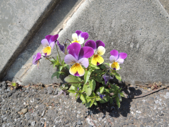 道端の小さな花たち このひとときを楽しもう