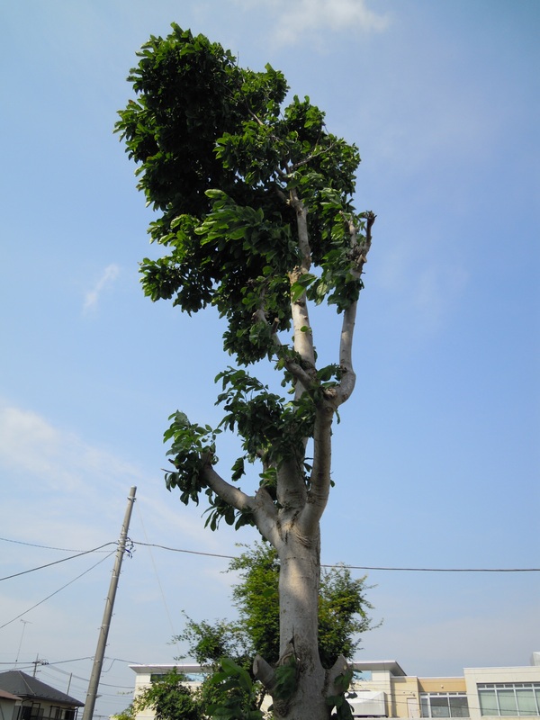 e0116694_22401872.jpg