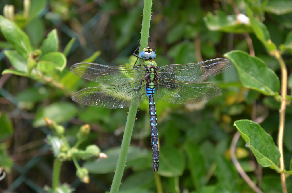 b0078795_16472364.jpg