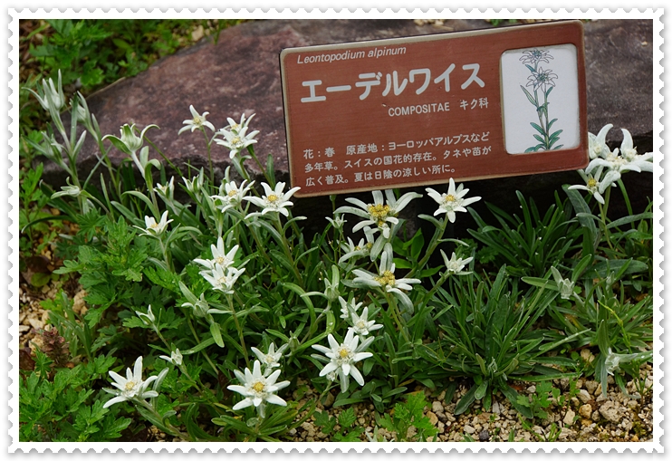 箱根湿生花園 ヒマラヤの青いケシとエーデルワイス エーデルワイスブログ 箱根湿生花園 ヒマラヤの青いケシとエーデルワイス エーデルワイスブログ