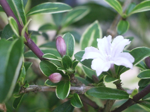 斑入り白丁花 の花 庭の四季 コーヒータイム 斑入り白丁花 の花 庭の四季 コーヒータイム