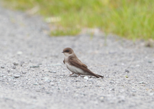 飛んでる鳥を写すのは難しい・・・_c0295707_2023525.jpg