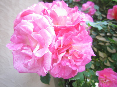 a0141408_22162748.jpg