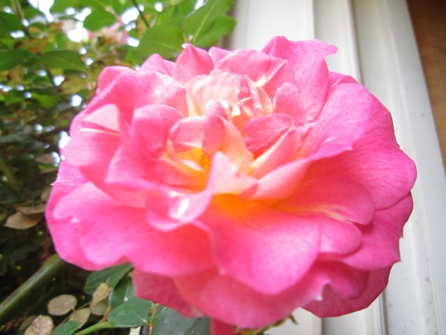 a0141408_22465527.jpg