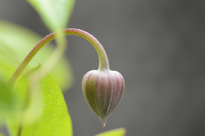 花遊びとSchwarzwälder Torte（18photos)_c0301809_12131860.jpg