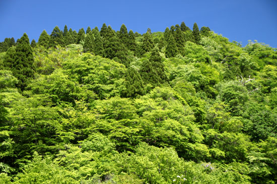 広河原から佐々里峠へ_e0048413_22374725.jpg