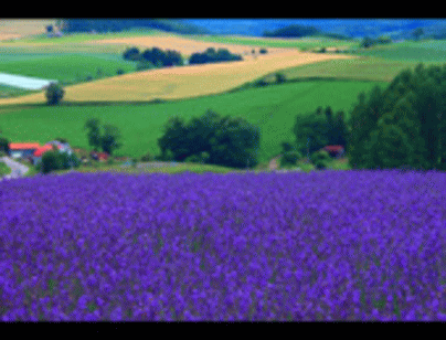 d0174624_80854.gif