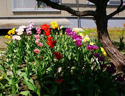 f0170524_155541.jpg