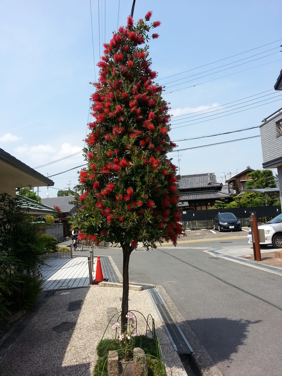 c0152027_1647418.jpg