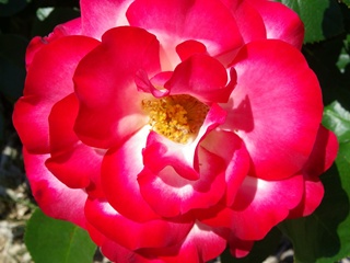 c0306229_11175072.jpg