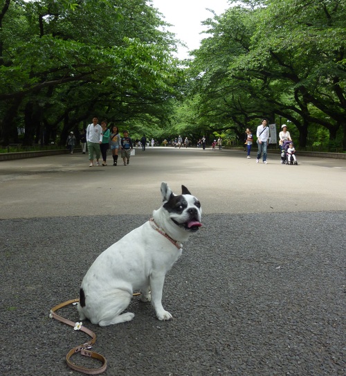 週末散歩の定番でした。_a0052736_1442386.jpg