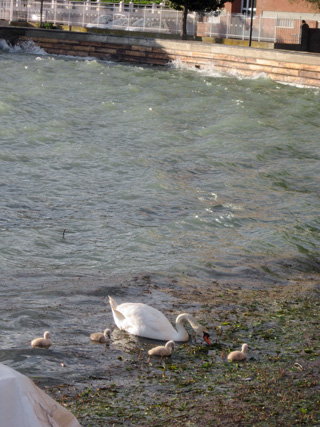 白鳥がトラジメーノ湖に！_f0234936_622295.jpg