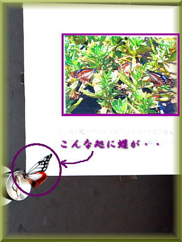 f0268636_69513.jpg