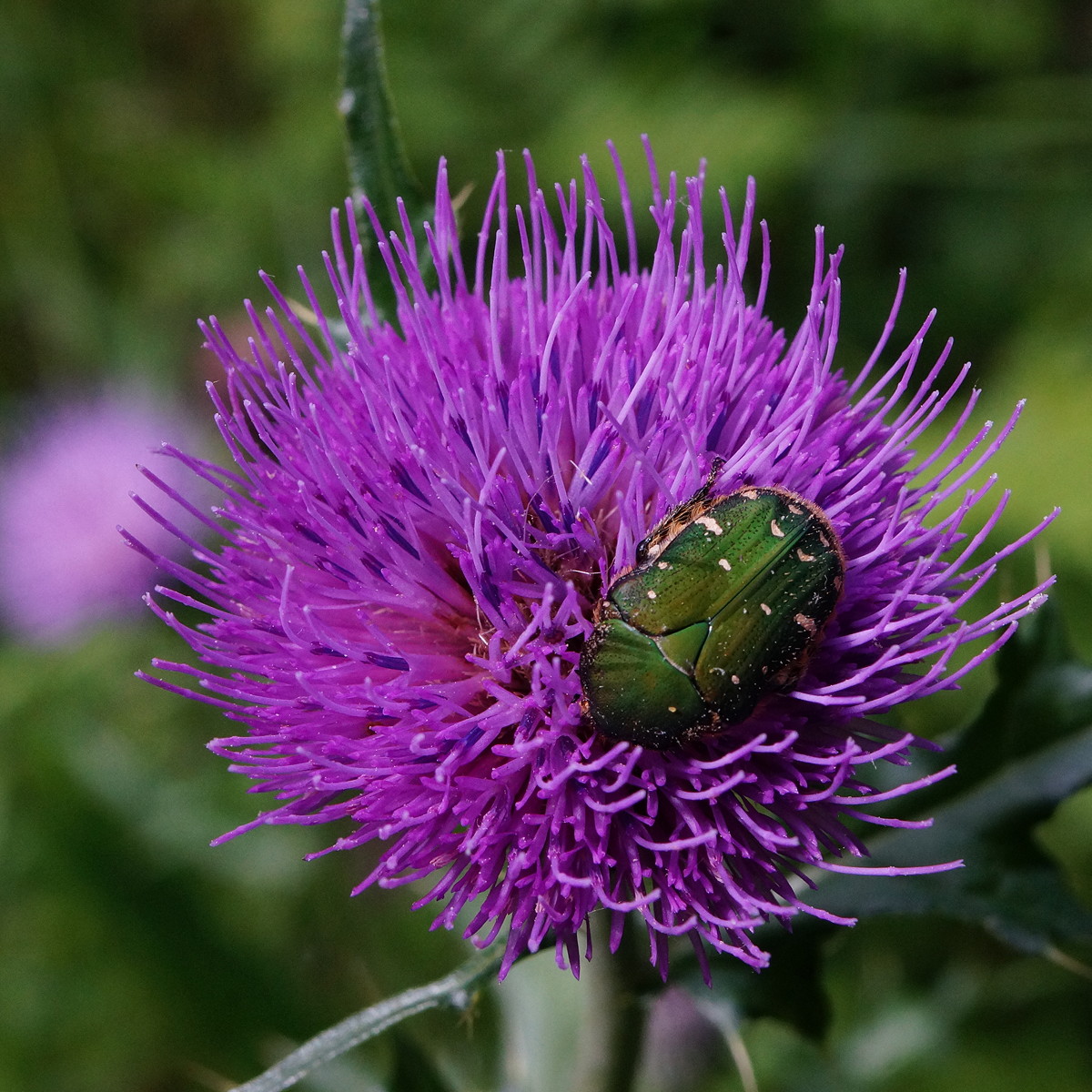 A thistle field_b0060239_20563843.jpg