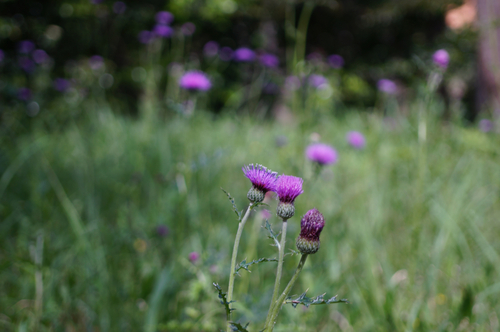 A thistle field_b0060239_20585649.jpg