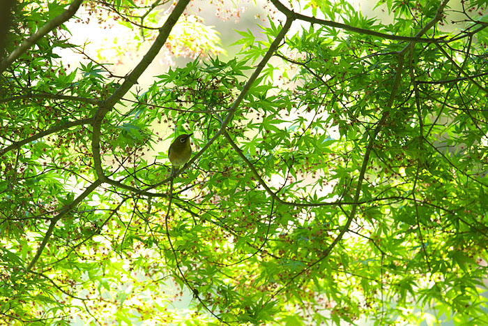 c0067040_233563.jpg