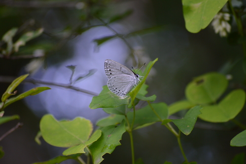 ウラゴマダラシジミ他 5/26AM葦毛(いもう)湿原にて_d0254540_1841348.jpg