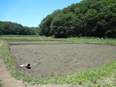 おたまじゃくしは萌えているか？ その3。_b0136045_16163255.jpg