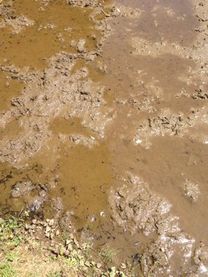 おたまじゃくしは萌えているか？ その3。_b0136045_16163715.jpg