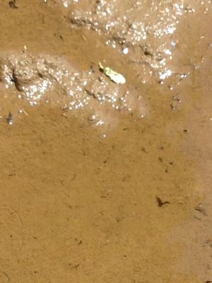 おたまじゃくしは萌えているか？ その3。_b0136045_16163882.jpg