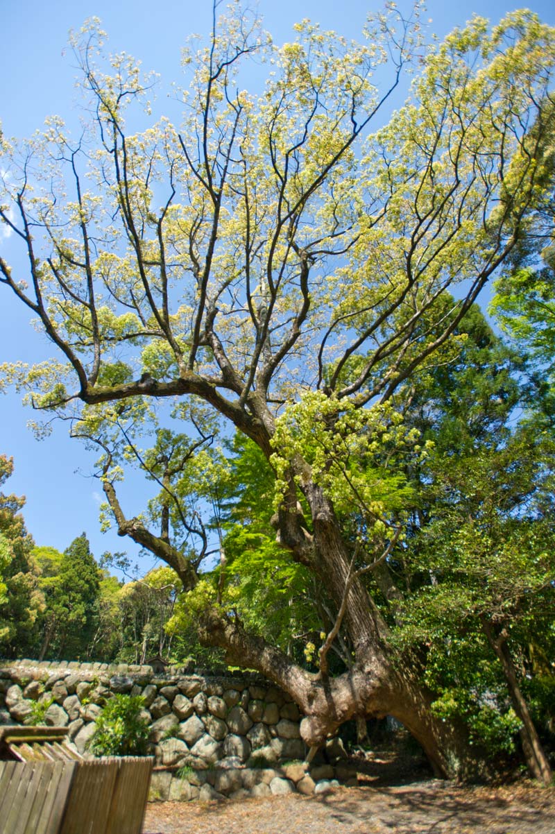 ◆月讀宮・月讀荒御魂宮・伊佐奈岐宮・伊佐奈弥宮・葭原神社　三重県伊勢市_b0023047_1255495.jpg