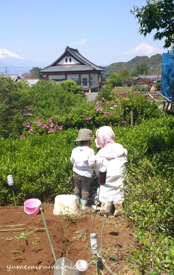 茶摘み（いまさらだけど…GWの記録、2）_e0294761_23401872.jpg