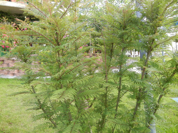 ’13,5,27(月)夏日のような今日!_f0060461_10182585.jpg