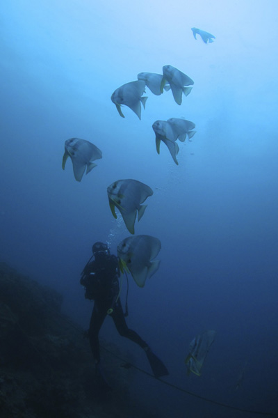 大島海峡ダイビング　ツバメウオ、ジャパピグなど_b0062363_15515241.jpg