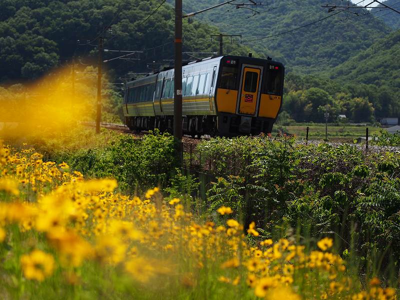 1185-20130527　オオキンケイギクの咲く風景_d0128465_1094047.jpg