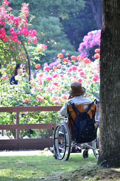 パレスのふたつの花園_b0170969_0115031.jpg