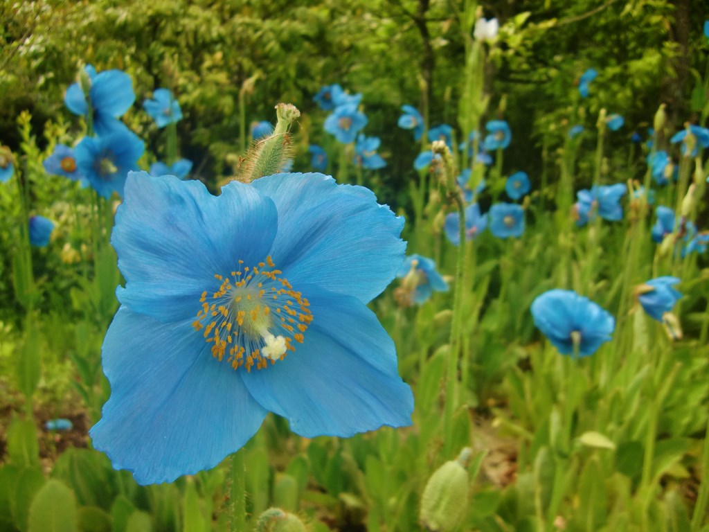 箱根湿生花園（１）ヒマラヤの青いケシ。。。神奈川県足柄下郡_f0184669_22551012.jpg