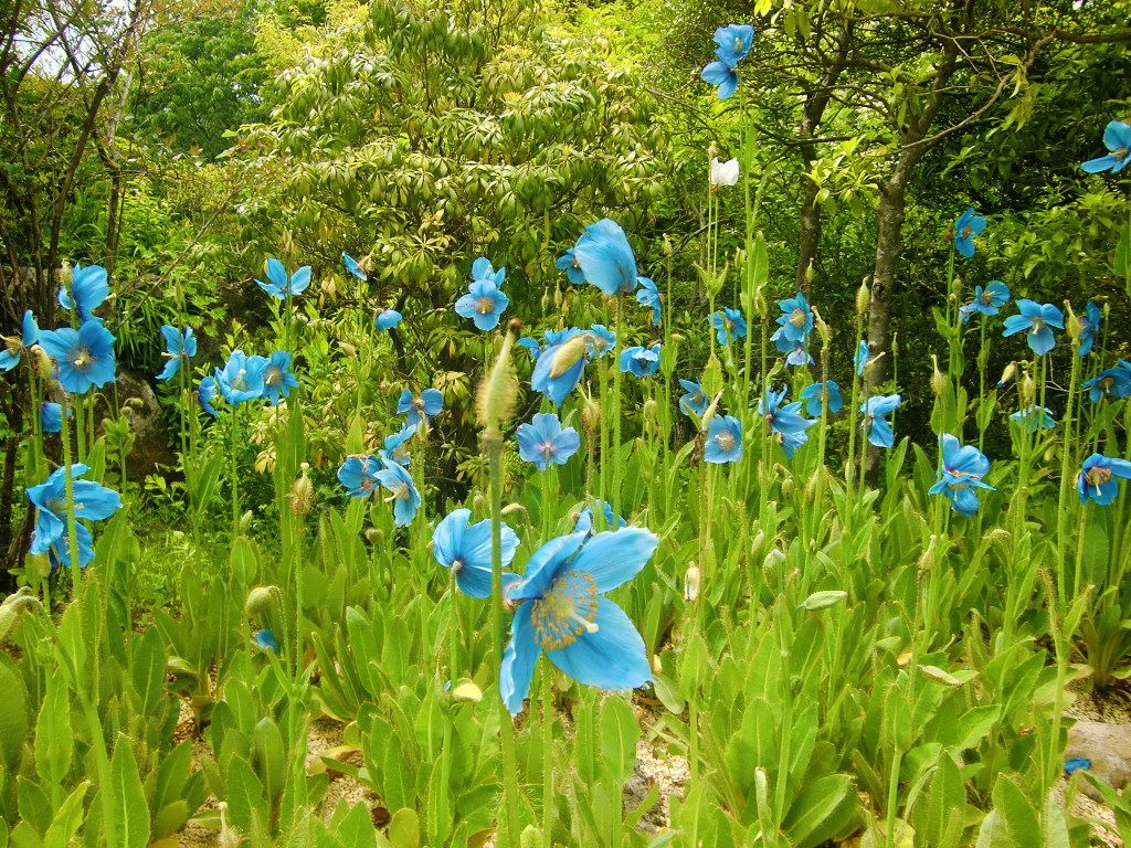 箱根湿生花園（１）ヒマラヤの青いケシ。。。神奈川県足柄下郡_f0184669_22564762.jpg