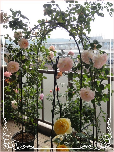 ベランダで薔薇のお庭♪_f0248470_17102818.jpg